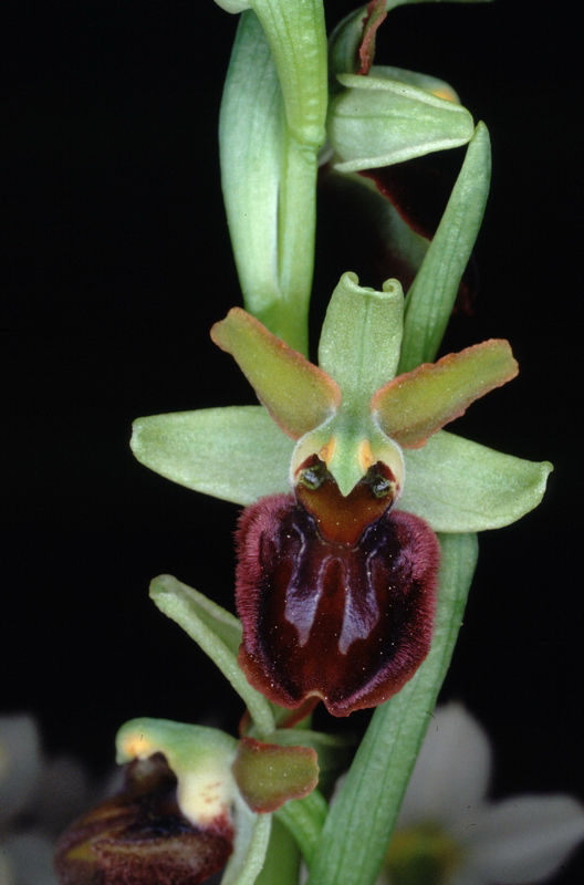 Orchidee in una villa vicino a Piediluco (Terni)